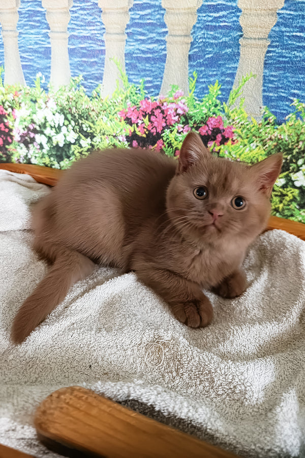 Milena | British Shorthair Kitten