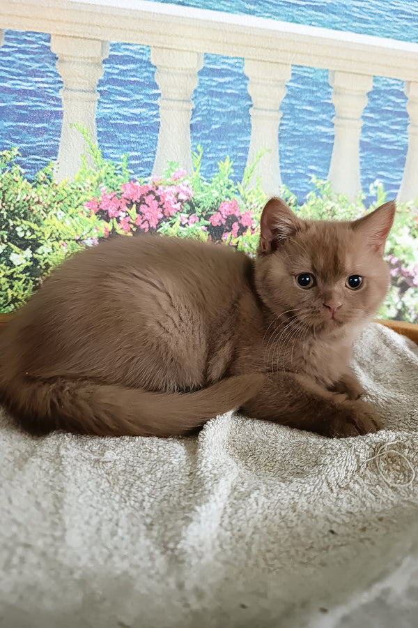 Milena | British Shorthair Kitten