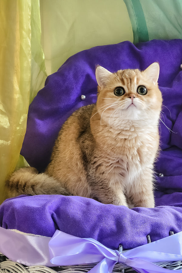 Milis | British Shorthair Kitten