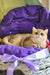 Milis | British Shorthair Kitten