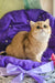 Milis | British Shorthair Kitten