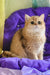 Milis | British Shorthair Kitten