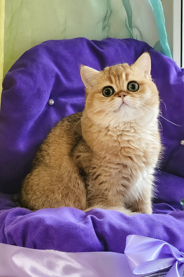 Milis | British Shorthair Kitten
