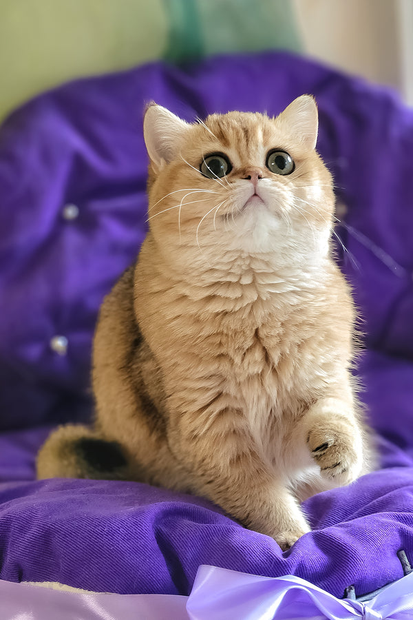 Milis | British Shorthair Kitten