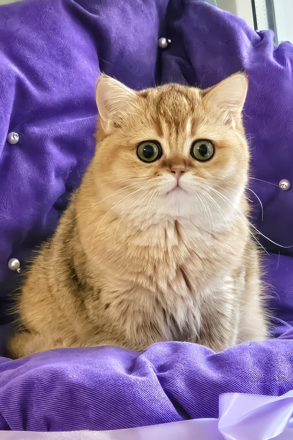 Milis | British Shorthair Kitten