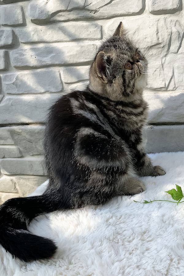 Milky Way | Exotic Shorthair Kitten