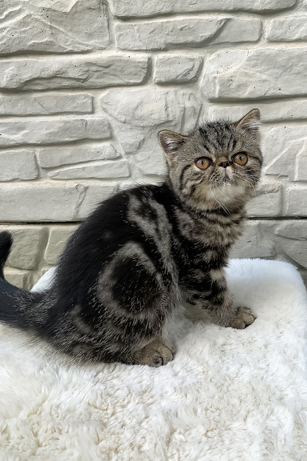 Milky Way | Exotic Shorthair Kitten