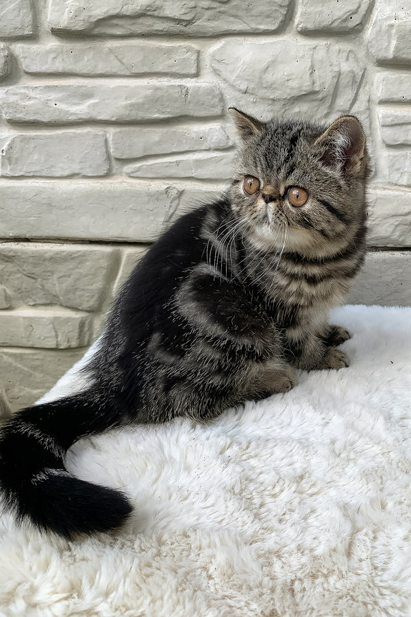 Milky Way | Exotic Shorthair Kitten