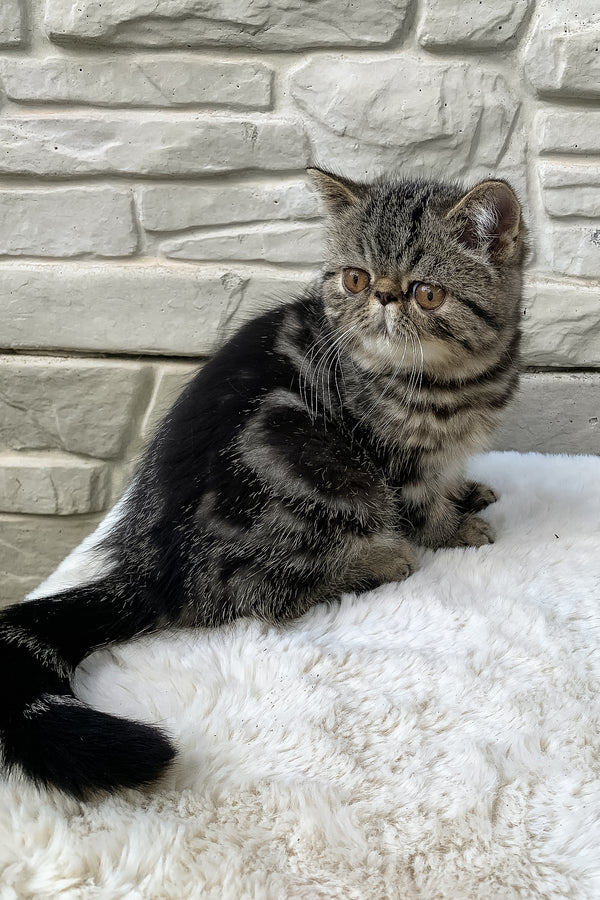 Milky Way | Exotic Shorthair Kitten