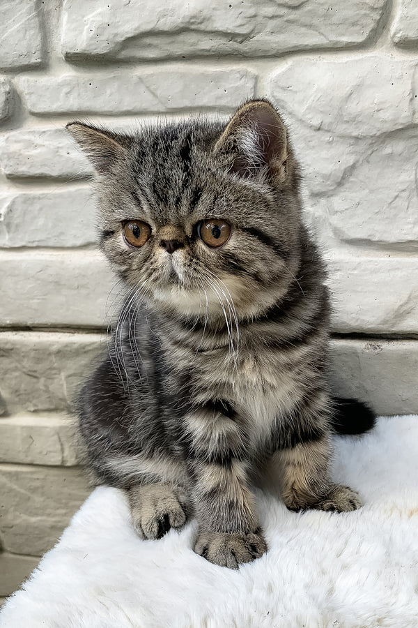 Milky Way | Exotic Shorthair Kitten