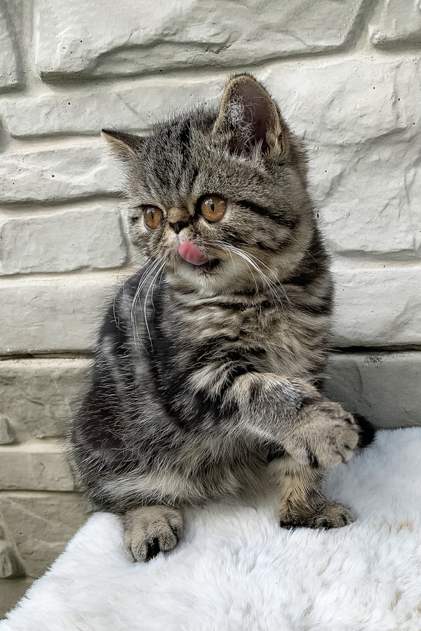 Milky Way | Exotic Shorthair Kitten