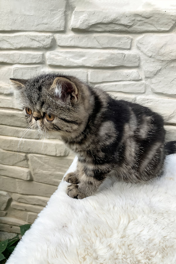 Milky Way | Exotic Shorthair Kitten