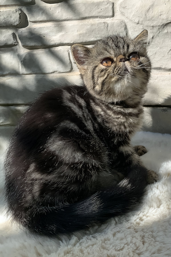 Milky Way | Exotic Shorthair Kitten