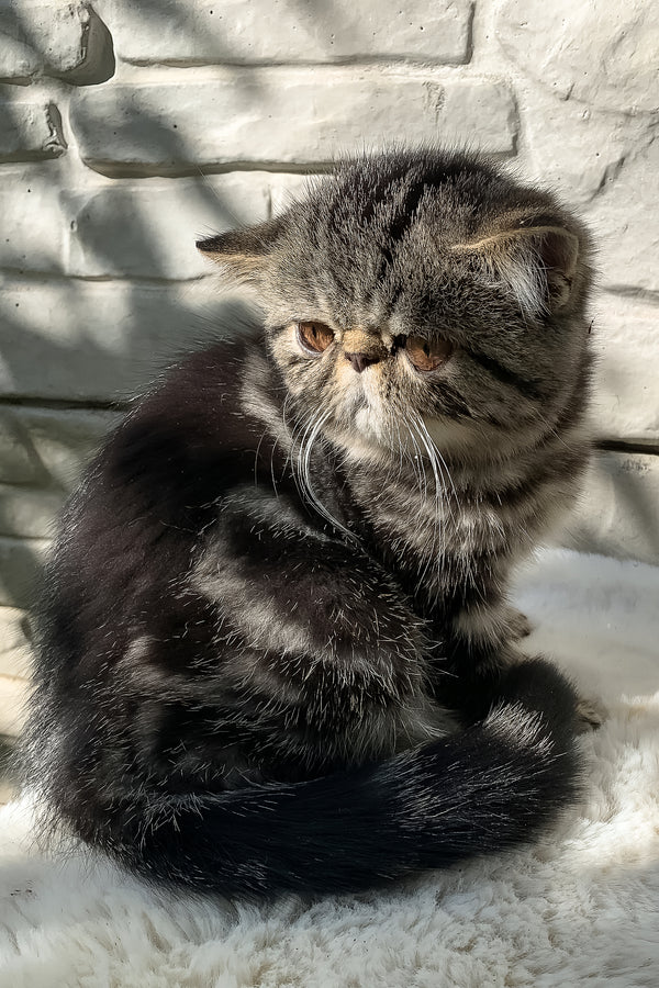 Milky Way | Exotic Shorthair Kitten