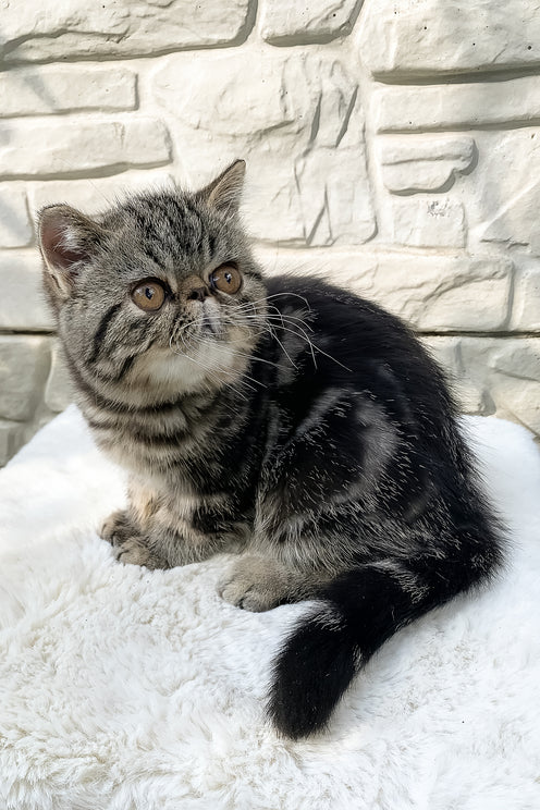 Milky Way | Exotic Shorthair Kitten