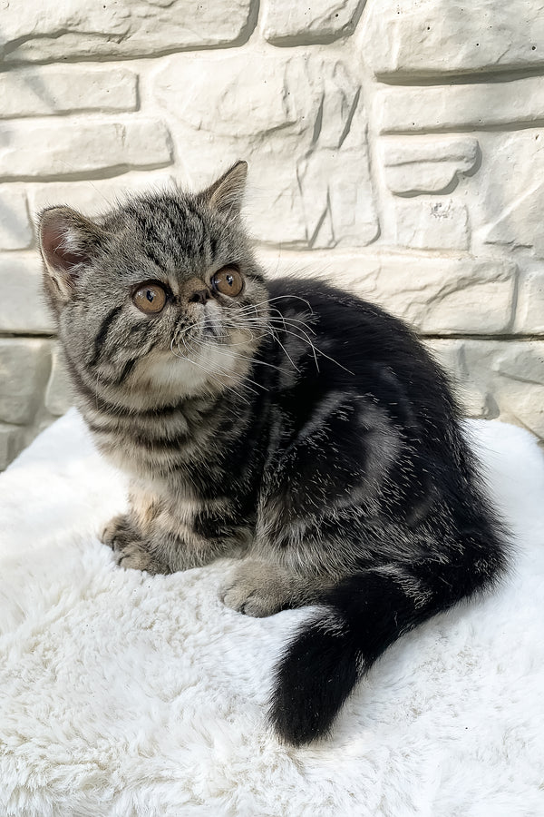 Milky Way | Exotic Shorthair Kitten