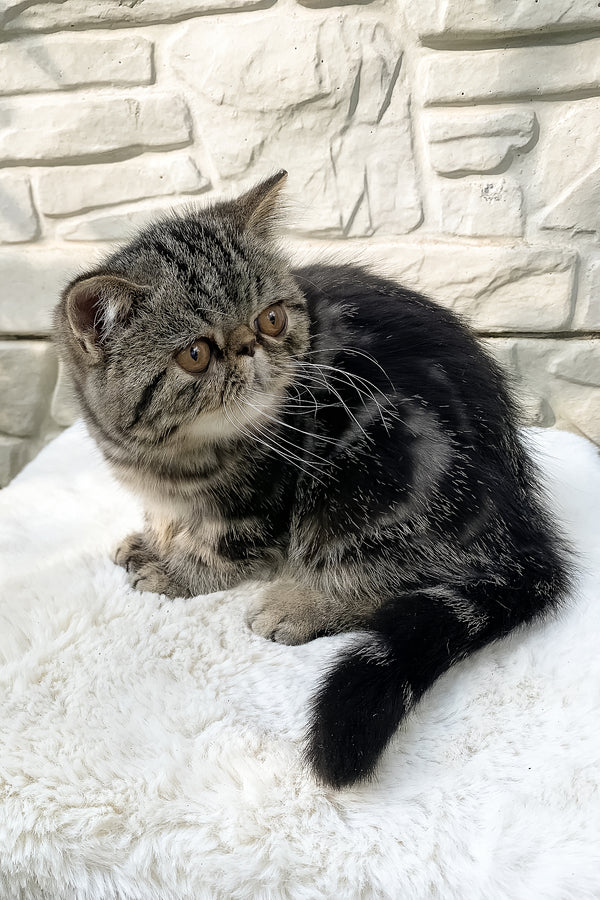 Milky Way | Exotic Shorthair Kitten