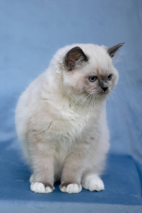 Minnie | Ragdoll Kitten