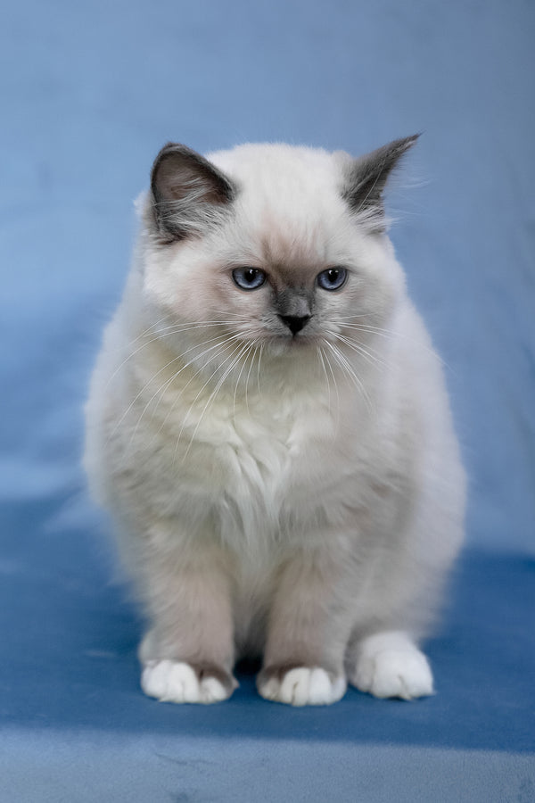 Minnie | Ragdoll Kitten