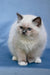 Minnie | Ragdoll Kitten