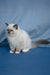 Minnie | Ragdoll Kitten