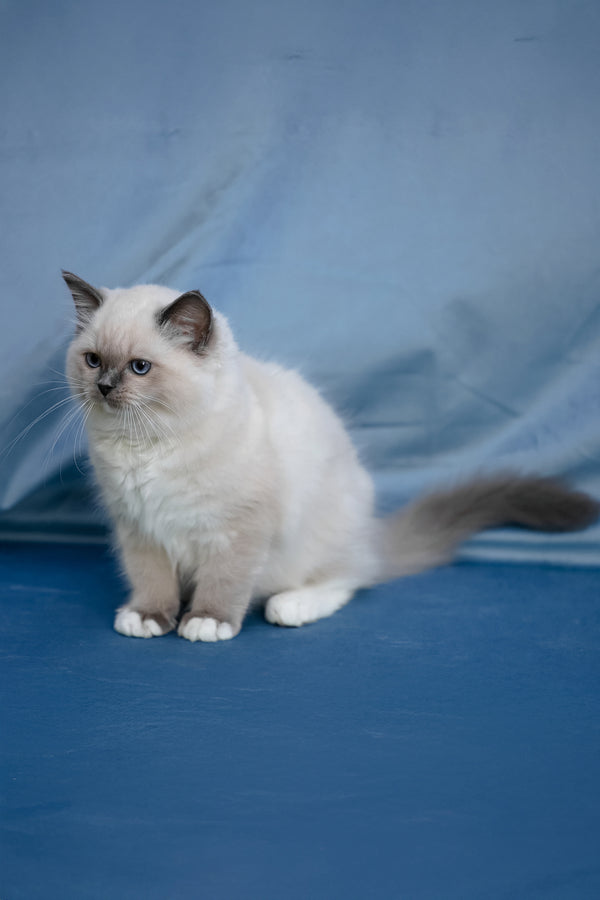 Minnie | Ragdoll Kitten