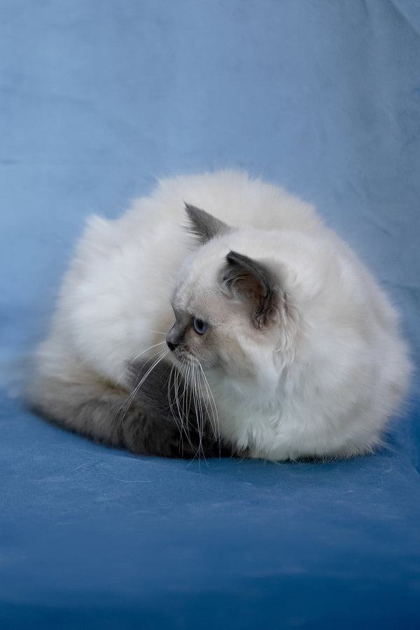 Minnie | Ragdoll Kitten