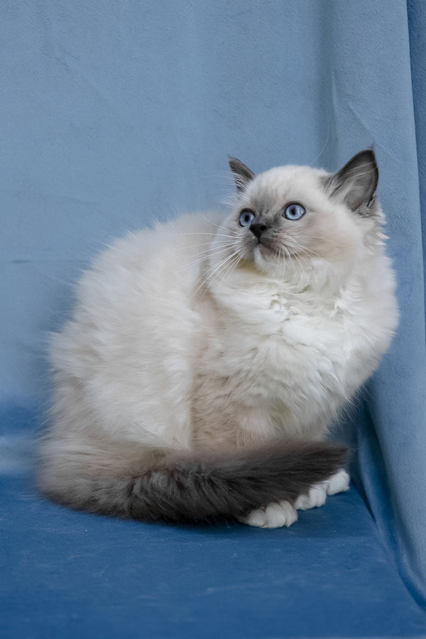 Minnie | Ragdoll Kitten