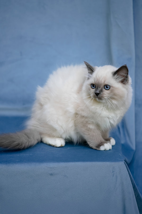 Minnie | Ragdoll Kitten