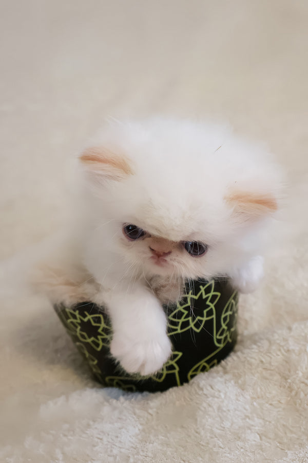 Misha | Persian Kitten