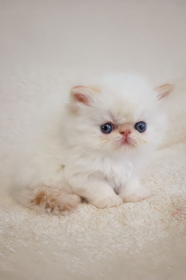 Misha | Persian Kitten