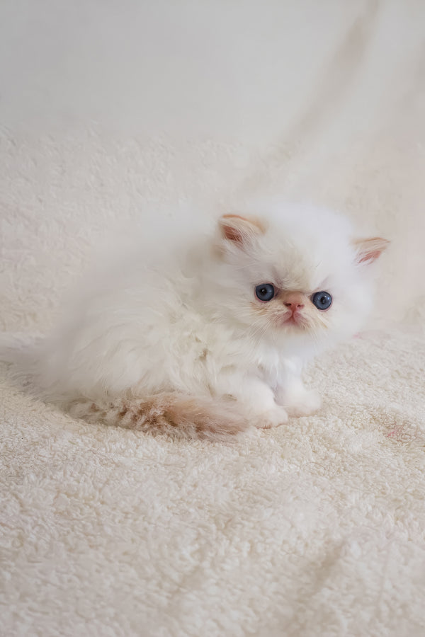 Misha | Persian Kitten