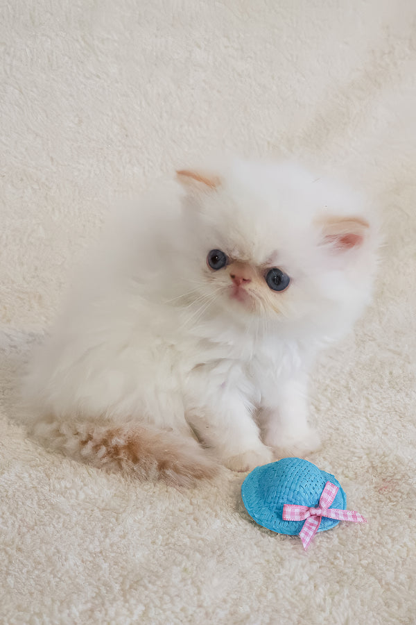 Misha | Persian Kitten