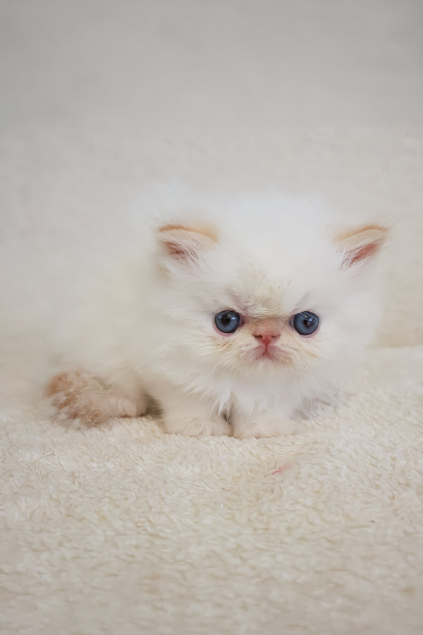 Misha | Persian Kitten