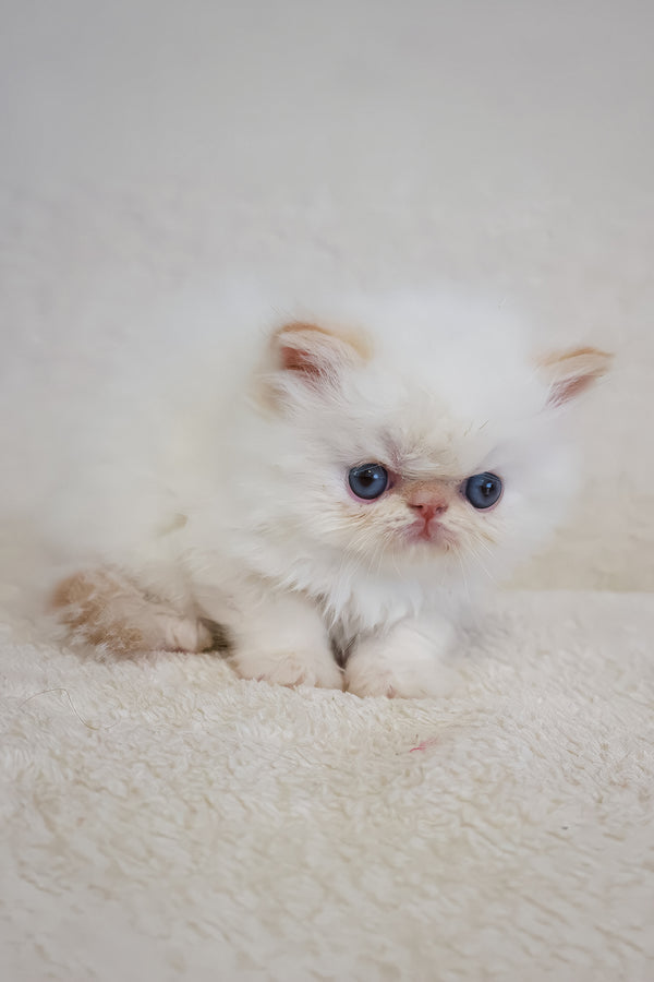 Misha | Persian Kitten