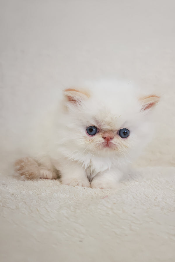 Misha | Persian Kitten