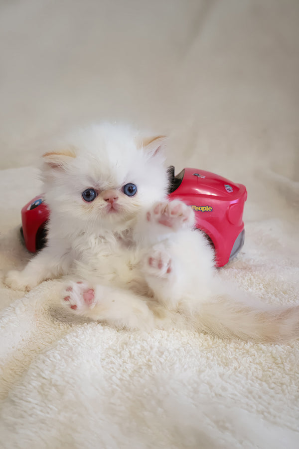 Misha | Persian Kitten