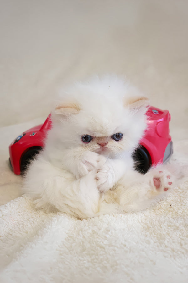 Misha | Persian Kitten