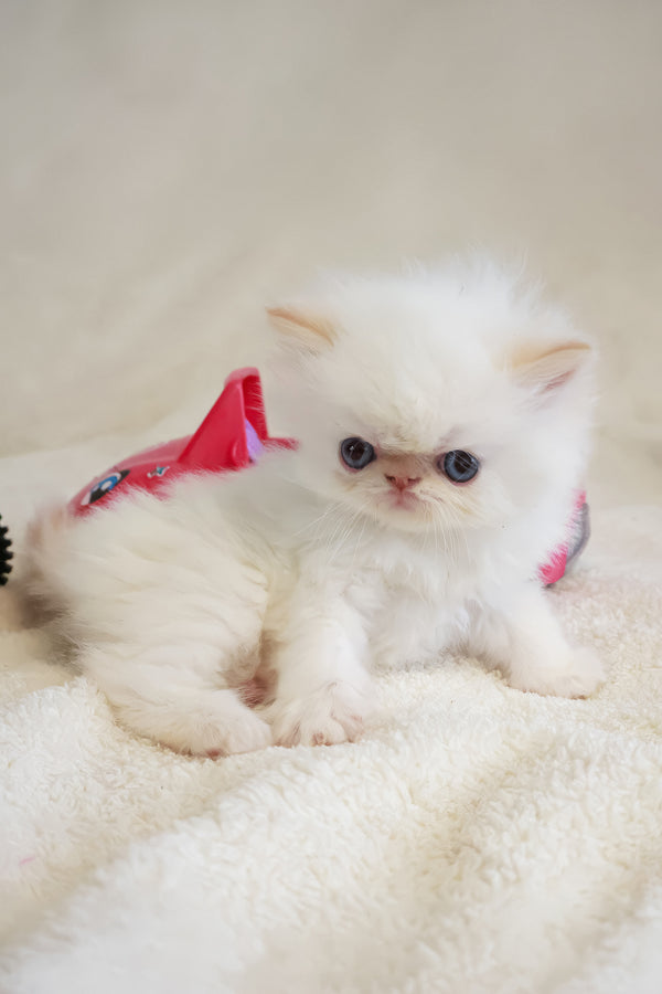 Misha | Persian Kitten