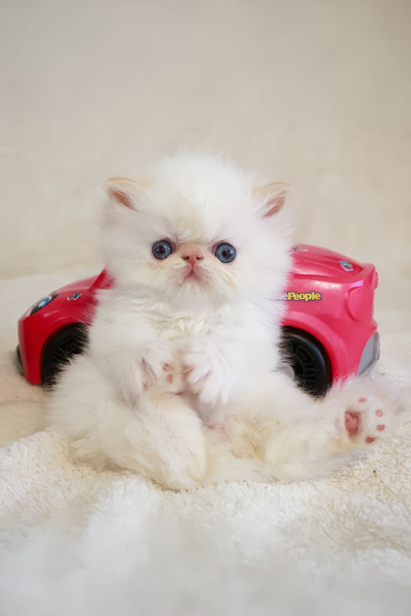 Misha | Persian Kitten