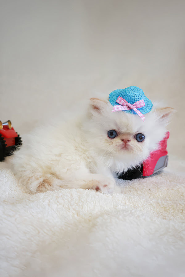 Misha | Persian Kitten