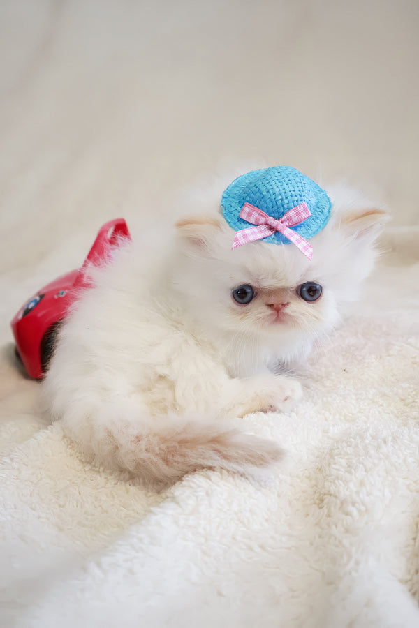 Misha | Persian Kitten