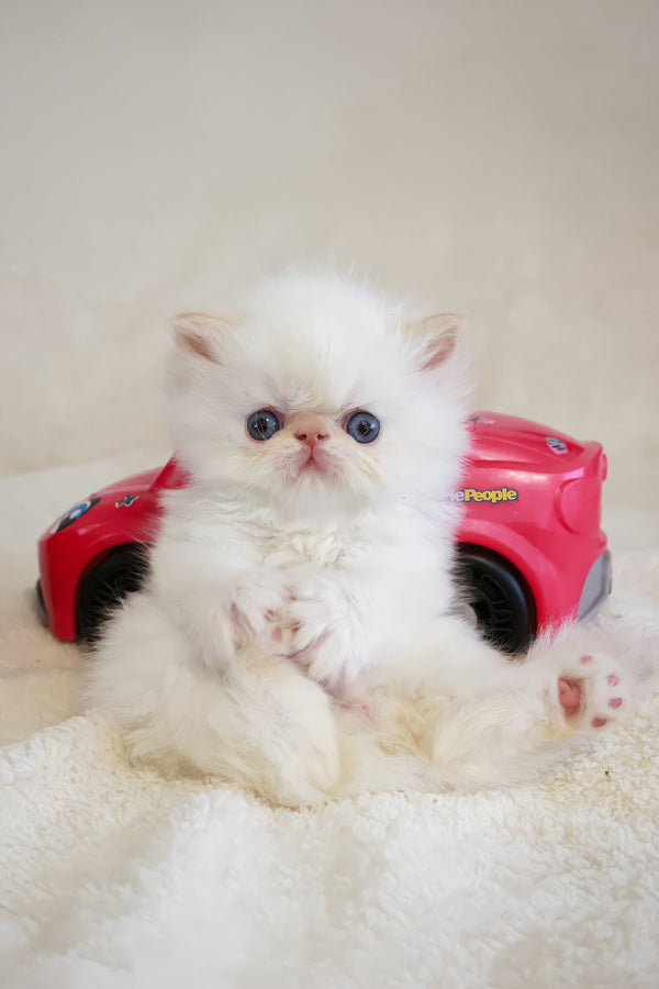 Misha | Persian Kitten