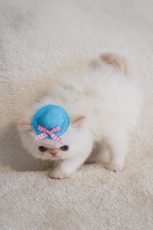 Misha | Persian Kitten