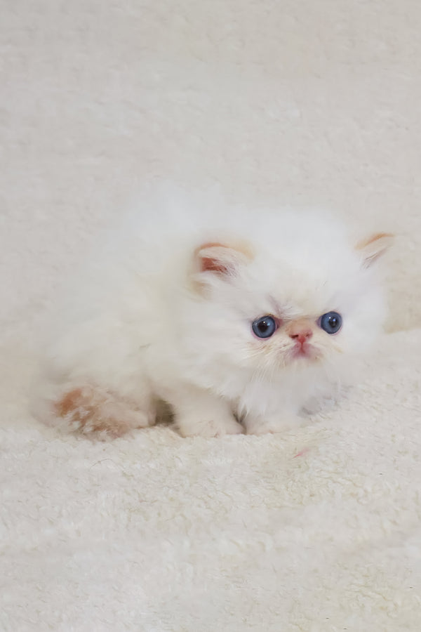 Misha | Persian Kitten