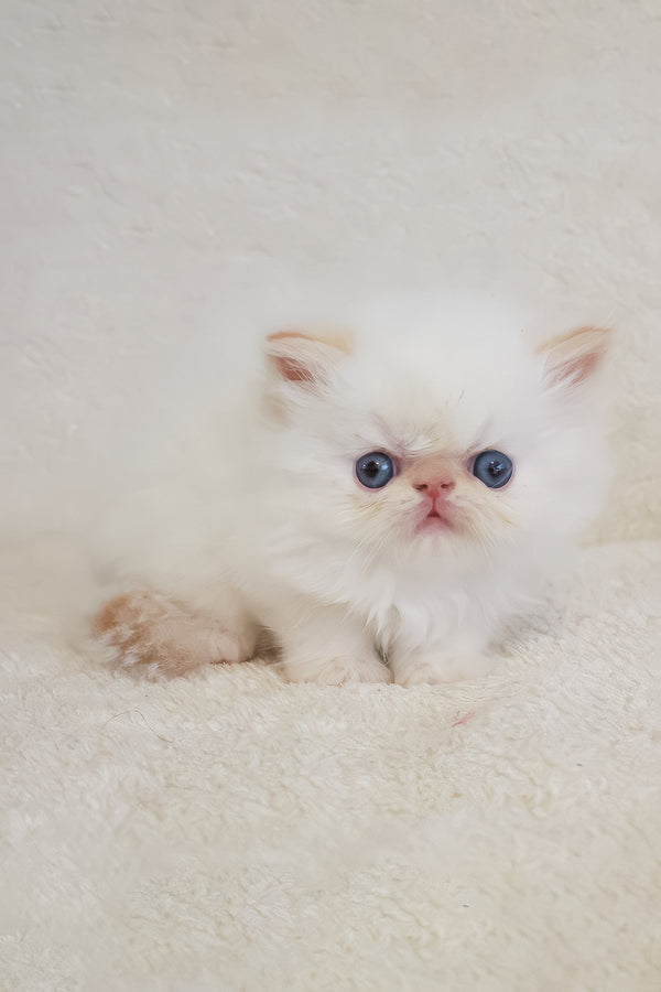Misha | Persian Kitten