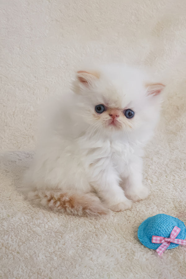 Misha | Persian Kitten