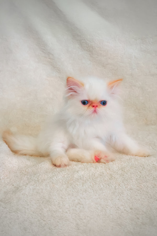 A fluffy persian kitten named misha with white fur blue eyes and a pink nose sitting on a soft surface