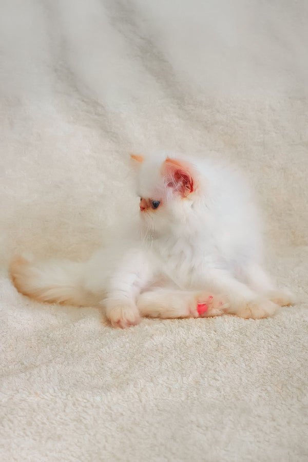 A fluffy persian kitten named Misha with white fur, pink ears, and tiny red nail polish resting comfortably