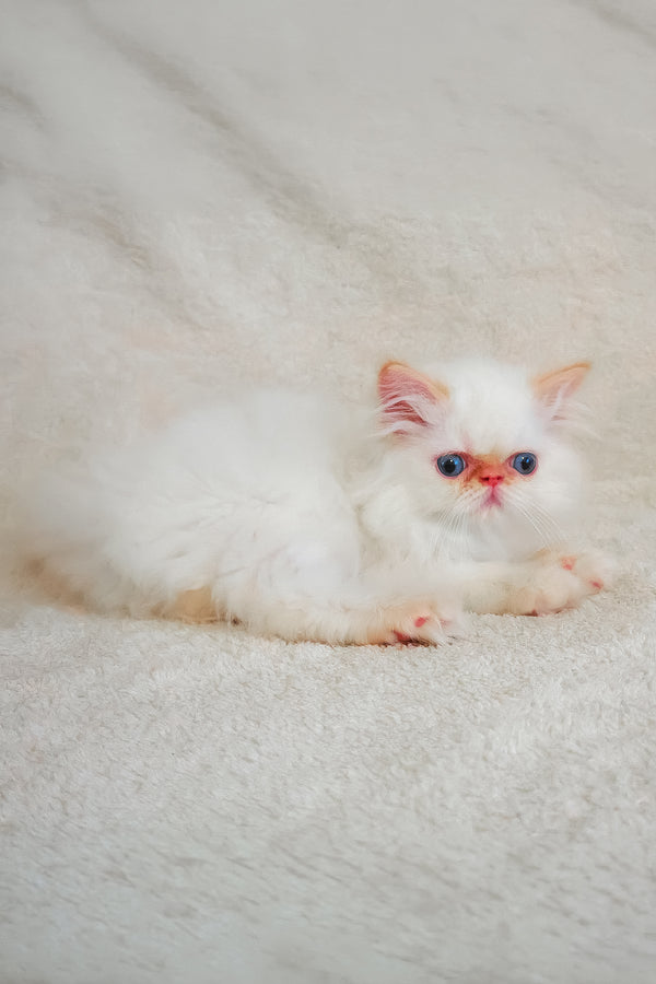 Misha fluffy persian kitten with blue eyes and pink ears resting on a soft textured surface